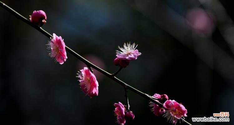 探索自然界中那些充满韧性的植物 坚韧不拔的植物