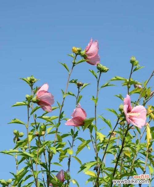 探索自信之美 自信之花