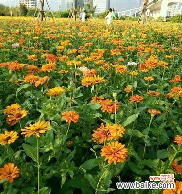 探索自信之美 自信之花