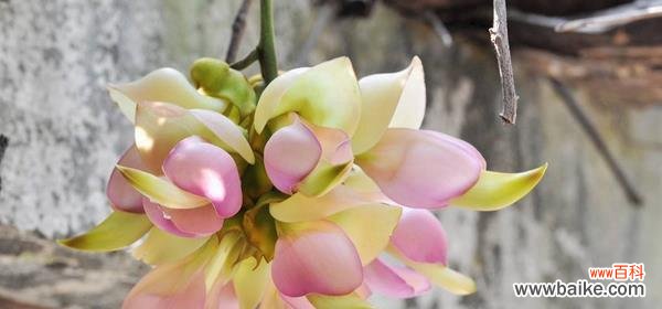 从自由铃铛到力量大树 精神之植——象征精神的植物