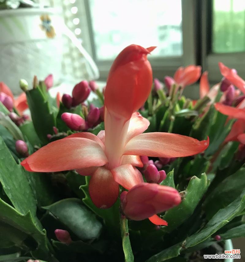 探寻蟹爪兰的美丽与神秘 蟹爪兰的寓意与花语