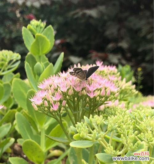 探寻大自然中自由自在的植物之美 自由自在的植物世界