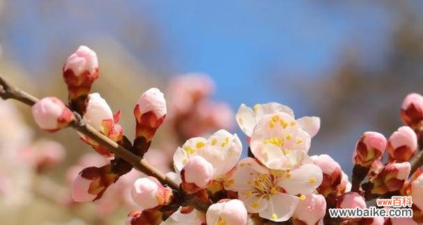杏花之美与寓意的探索 杏花的花语与代表意义