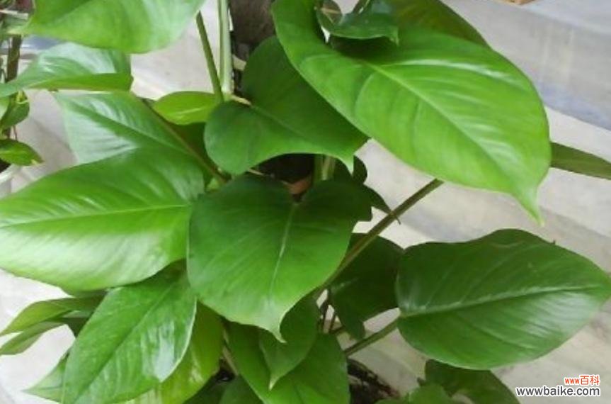 以心叶藤的花语揭示人类情感与价值观 以心叶藤