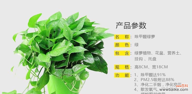 以心叶藤的花语揭示人类情感与价值观 以心叶藤