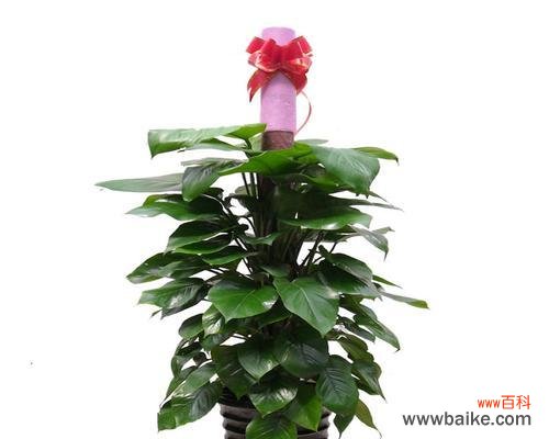 以心叶藤的花语揭示人类情感与价值观 以心叶藤