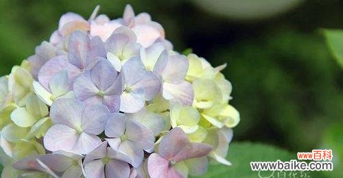 探寻绣球花的文化内涵与传统象征 绣球花的象征意义及寓意解析