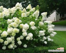 解读绣球春化的生理机制与园艺应用 探究绣球春化的意义与过程