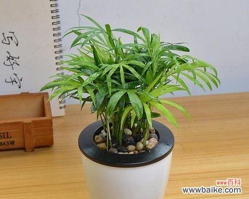 探索袖珍椰子背后的15种不同寓意 寓意丰富的袖珍椰子花语