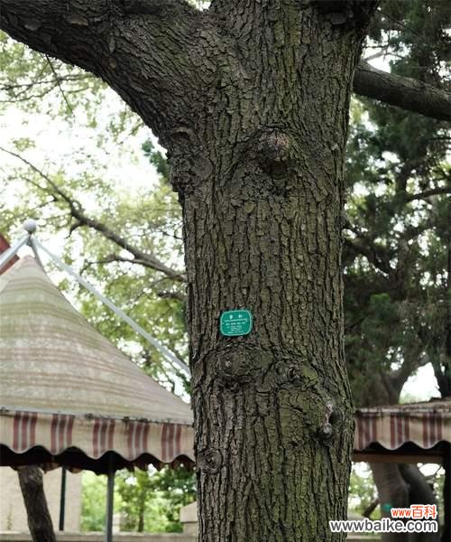 解读雪松的象征意义和在文化中的独特地位 雪松的花语和文化地位