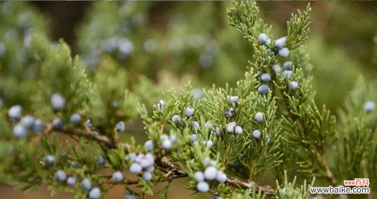 解读雪松的象征意义和在文化中的独特地位 雪松的花语和文化地位
