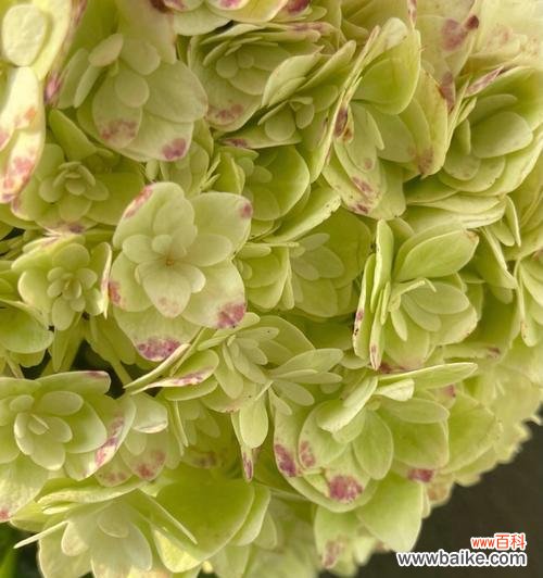 解读雪松的象征意义和在文化中的独特地位 雪松的花语和文化地位