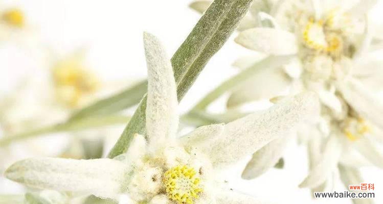 凛冬中的希望——雪绒花的美丽与神秘 雪绒花的花语和传说