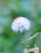 凛冬中的希望——雪绒花的美丽与神秘 雪绒花的花语和传说