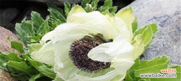 纯洁 雪莲花的寓意与象征