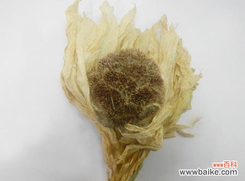 纯洁 雪莲花的寓意与象征