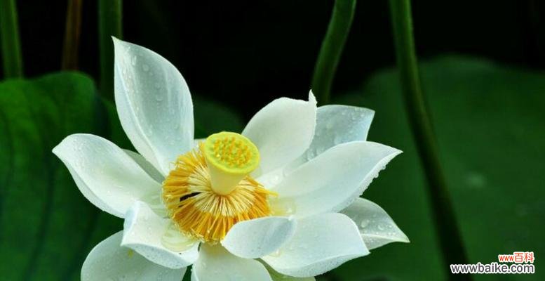 纯洁 雪莲花的寓意与象征