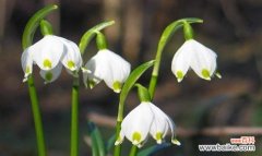 花语与传说 雪滴花