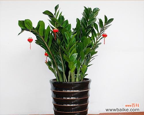 揭示摇钱树开花所蕴含的内涵和启示 摇钱树开花的寓意及意义