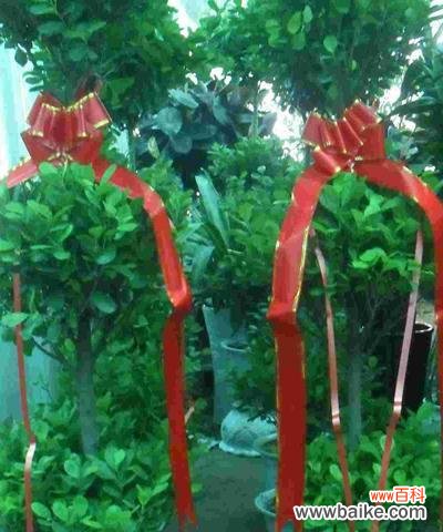 揭示摇钱树开花所蕴含的内涵和启示 摇钱树开花的寓意及意义