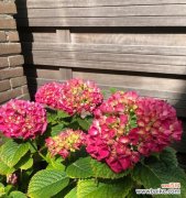 揭开绣球花神秘面纱 绣球花的传说与寓意