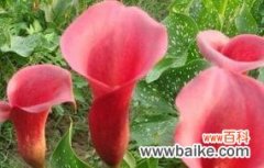 探索以雁来红的花语和神秘传说 以雁来红——花语与传说