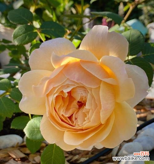 翩翩起舞 雅乐之舞