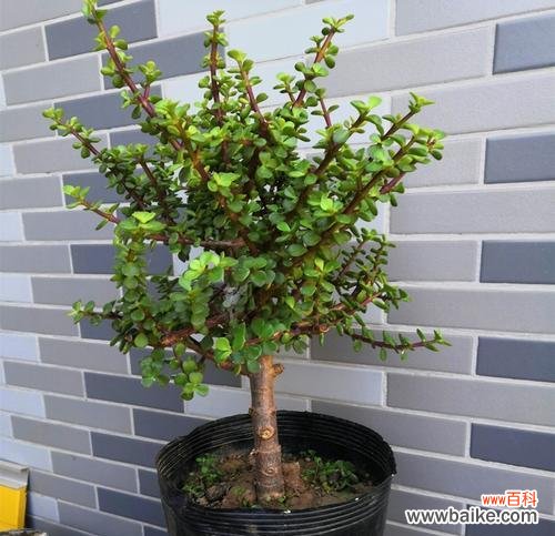 赏析古老舞蹈中的美丽花朵 以雅乐之舞绽放花语的魅力