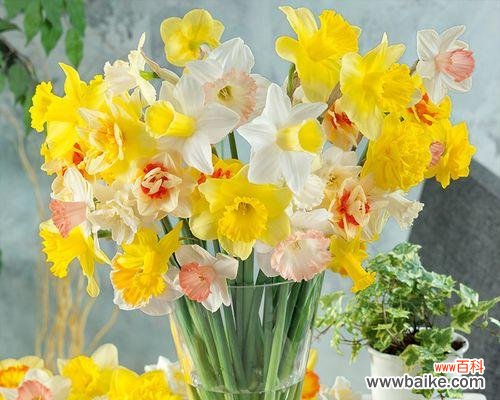 探寻洋水仙花语的美丽密码 洋水仙花语的意义与寓意