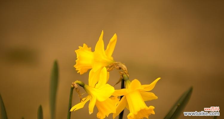 探寻洋水仙花语的美丽密码 洋水仙花语的意义与寓意