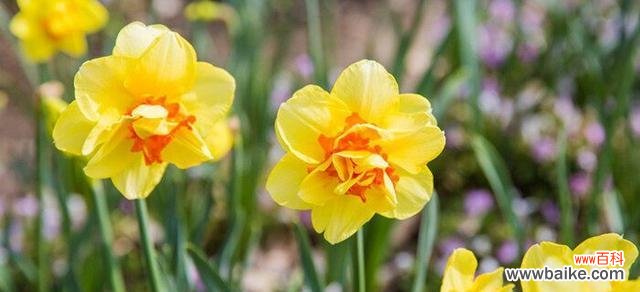 探寻洋水仙花语的美丽密码 洋水仙花语的意义与寓意