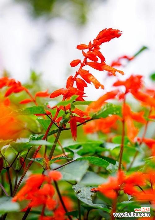 探寻红花在不同文化中的象征与寓意 红花之语