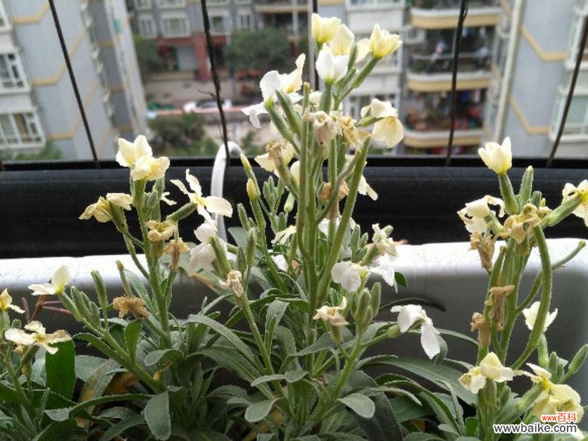 盛开于黑夜中的悲情之花 以夜来香的花语与传说