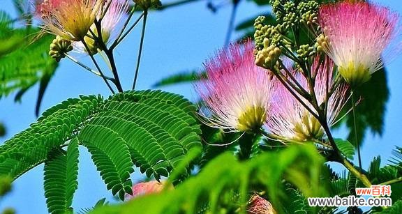 倾听夜合花的呢喃 夜合花