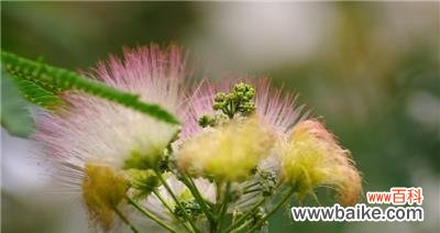 倾听夜合花的呢喃 夜合花