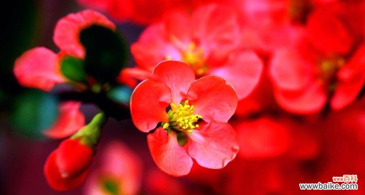 唤起内心之美 叶底花