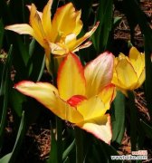 自由自在的美丽——野生郁金香的花语 野生郁金香的花语