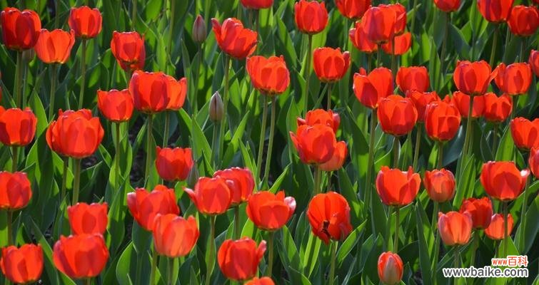 自由自在的美丽——野生郁金香的花语 野生郁金香的花语