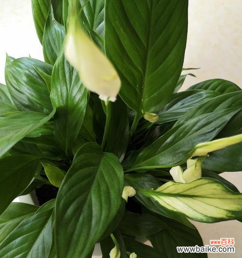 顺利开花预示着什么 以一帆风顺开花的寓意