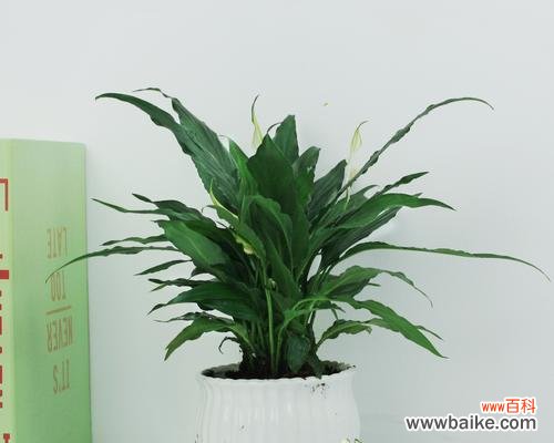 顺利开花预示着什么 以一帆风顺开花的寓意