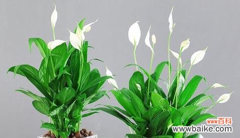 顺利开花预示着什么 以一帆风顺开花的寓意