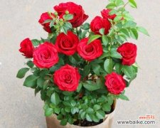 寓意花开的美丽与力量 一帆风顺的绽放