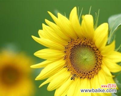 探索一朵向日葵花的含义 向日葵花的含义——阳光与希望