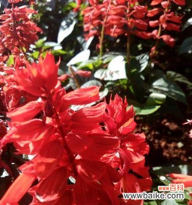 迎接春天的热情与希望 一串红花绽放的季节