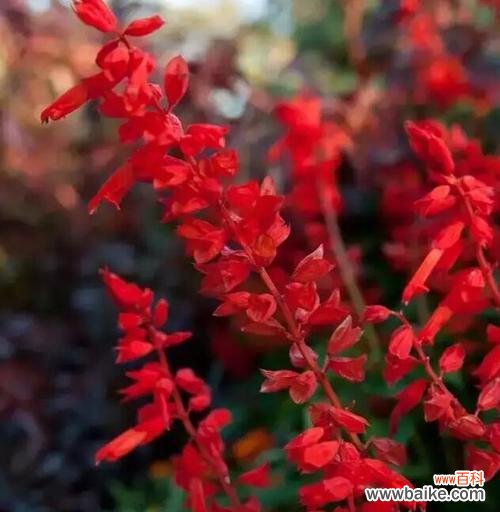 迎接春天的热情与希望 一串红花绽放的季节