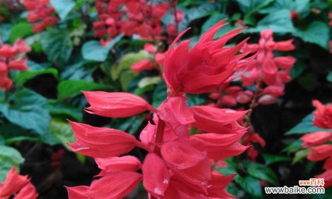 迎接春天的热情与希望 一串红花绽放的季节