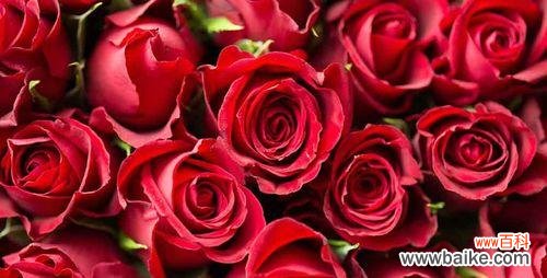 探寻银皇后花的仰慕之情 仰慕之花