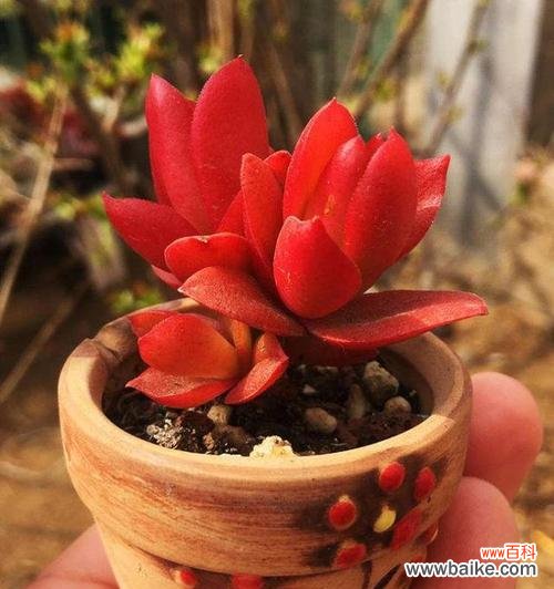 多肉植物 以爱为名，绽放爱情之花