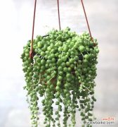 多肉植物 以爱为名，绽放爱情之花