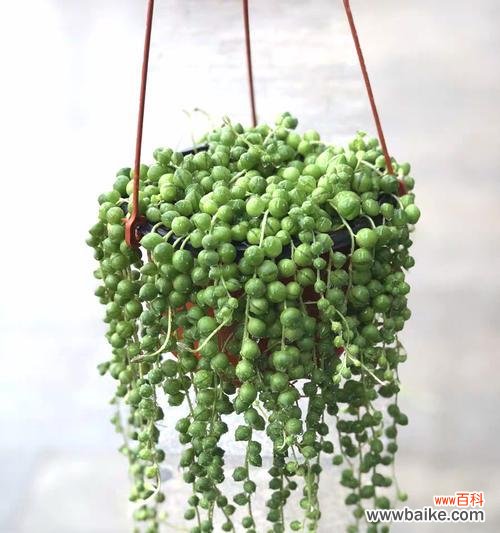 多肉植物 以爱为名，绽放爱情之花